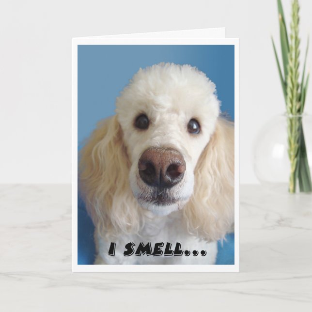 I Smell An Old Fart White Poodle With Big Nose Card (Front)