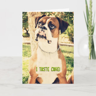 I Taste Cake! Boxer Birthday Card