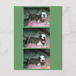 i want santa now i want santa now holiday postcard