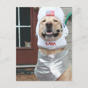 I Want to Take Pictures Postcard