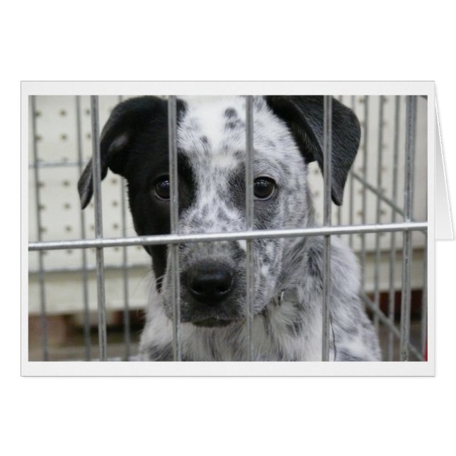 I WAS FRAMED! (Front Horizontal)