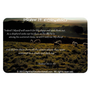 I will search for My sheep Bible Quote Magnet