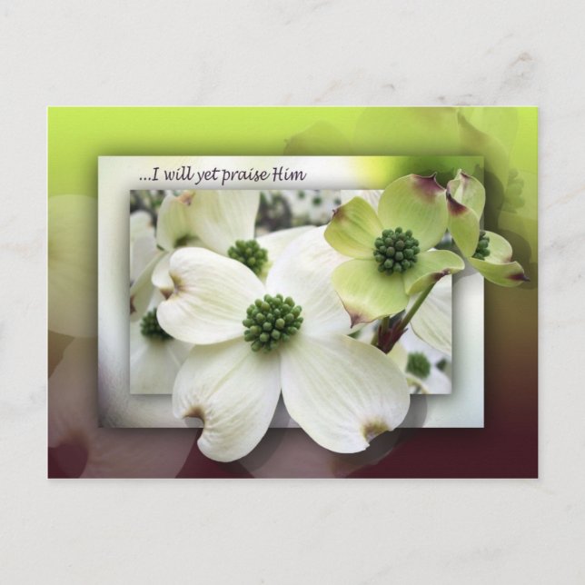I Will Yet Praise Him Postcard (Front)