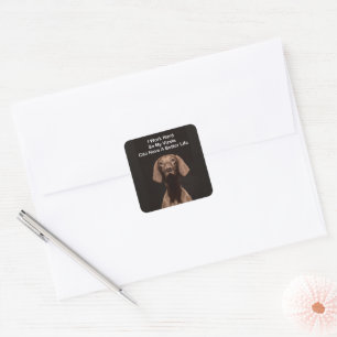I Work Hard So My Vizsla Can Have A Better Life Square Sticker