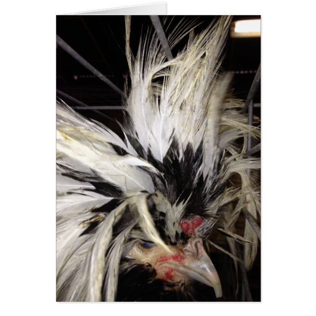 I WOULD BE FLUSTERED WITHOUT "YOU" CHICKEN HUMOR (Front)