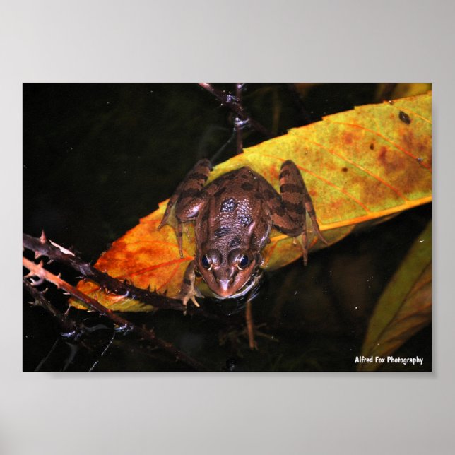 Iberian Water Frog on Leaf Poster (Front)