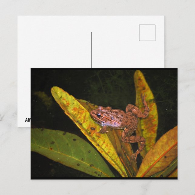 Iberian Water Frog Portrait Postcard (Front/Back)