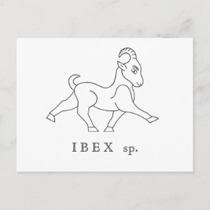 Ibex sp. Boquetin Postcard