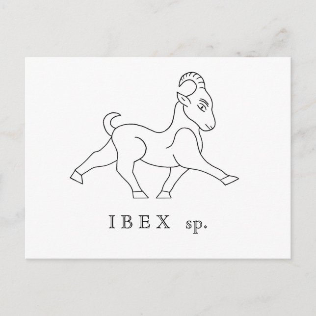 Ibex sp. Boquetin Postcard (Front)