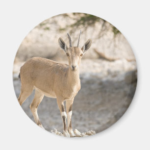 Ibex - Yael Magnet