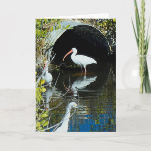 Ibis and Snowy Egret Greeting Card