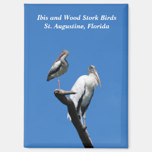Ibis and Wood Stork birds in the wild Magnet