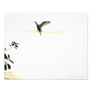Ibis Ballet in Flight Photo Print