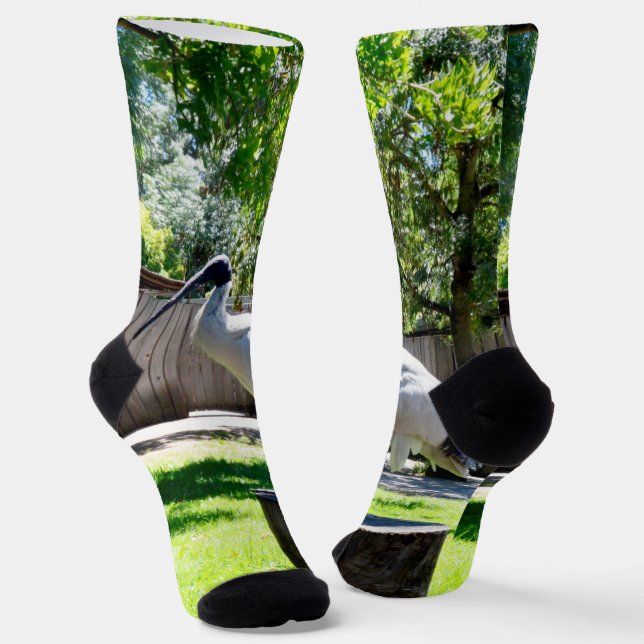 Ibis (Bin Chicken) On A Log, Crew Socks (Angled)