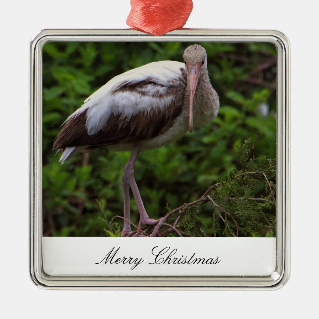 Ibis Bird Photo Ornament (Front)