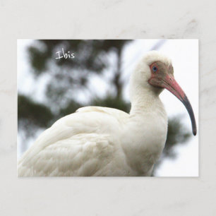 Ibis Bird Photo Postcard