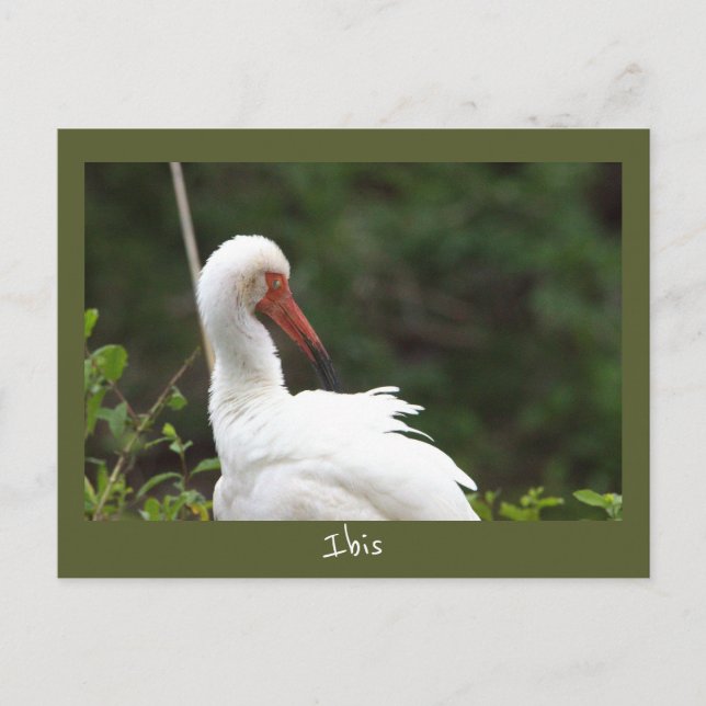 Ibis Bird Photo Postcard (Front)