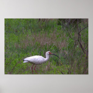 Ibis Bird Photo Poster