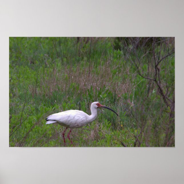 Ibis Bird Photo Poster (Front)