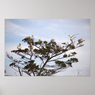 Ibis Birds in Tree Poster