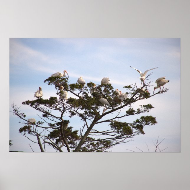 Ibis Birds in Tree Poster (Front)
