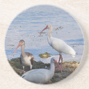 Ibis birds on the shore of Florida Bay Coaster