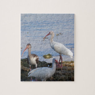 Ibis birds on the shore of Florida Bay Jigsaw Puzzle