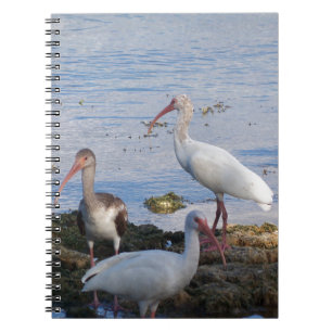 Ibis birds on the shore of Florida Bay Notebook