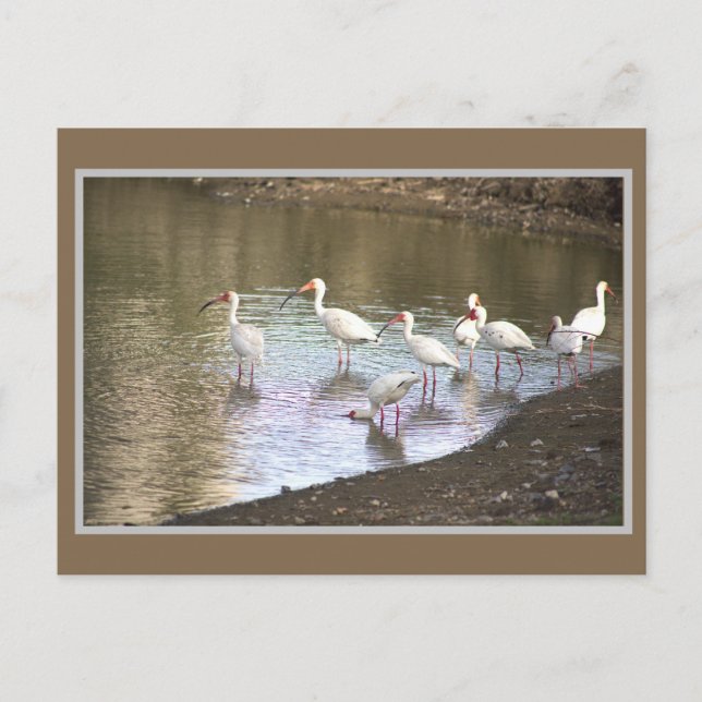 Ibis Birds Postcard (Front)