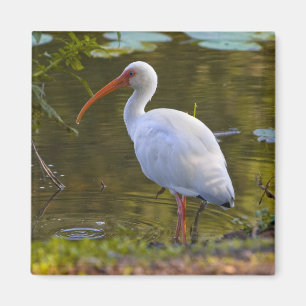 Ibis Drinking at the Pond Magnet