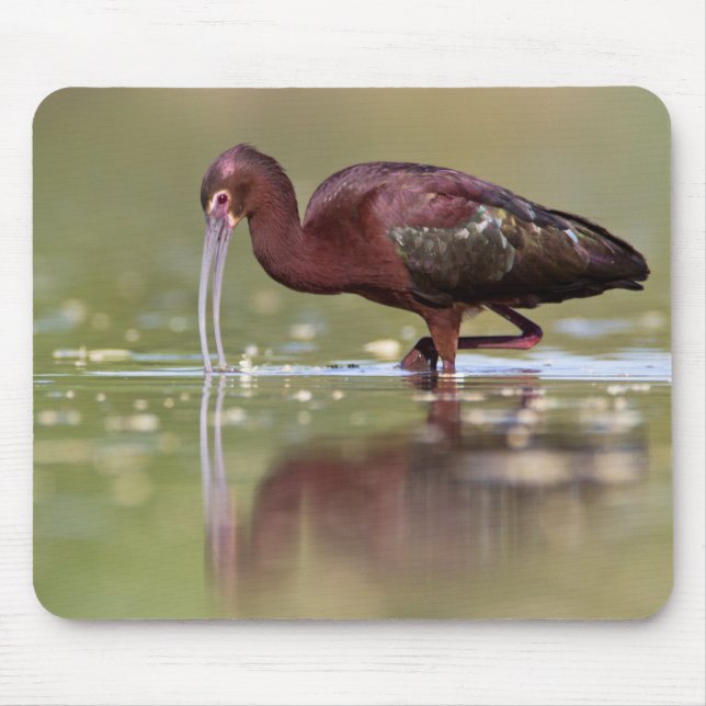 Ibis in the ponds  mouse pad (Front)