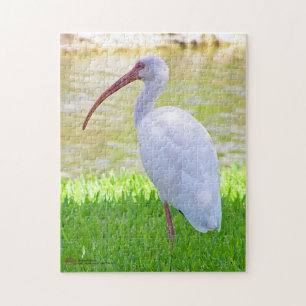 Ibis On One Leg Photograph Jigsaw Puzzle