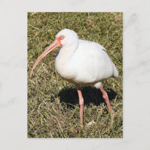 Ibis Photo Postcard