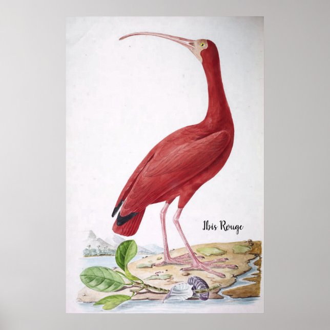  Ibis Rouge -Birds of Brazil   Poster (Front)
