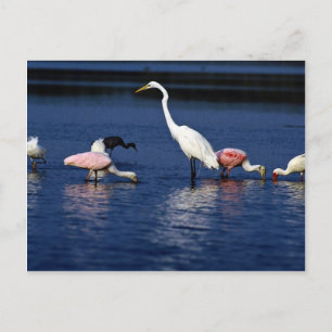 Ibis, spoonbills, great egret, blue heron and snow postcard