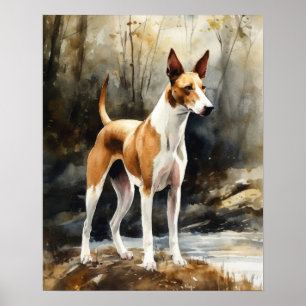 Ibizan Hound Dog Art Print Poster