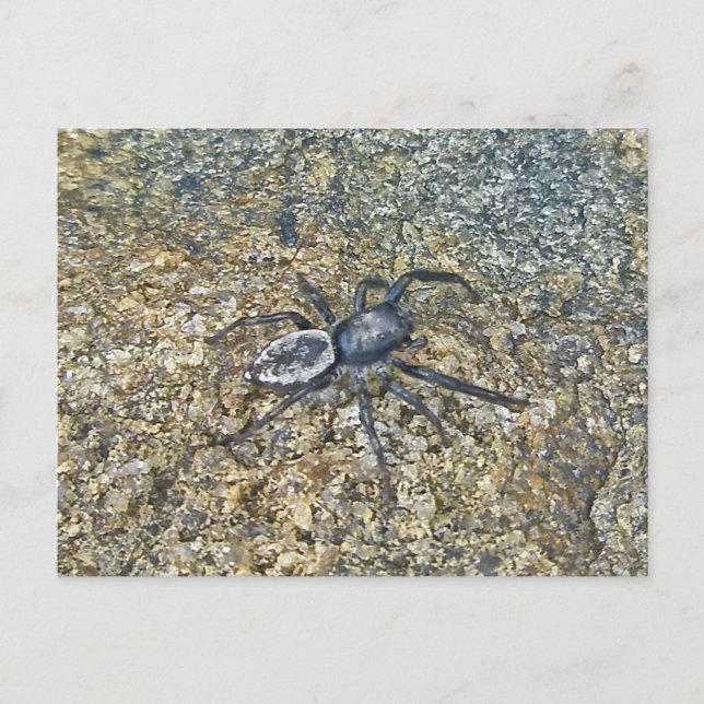 IBSP Jetty Spider Postcard (Front)