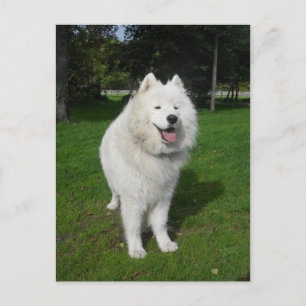 Ice bears... postcard