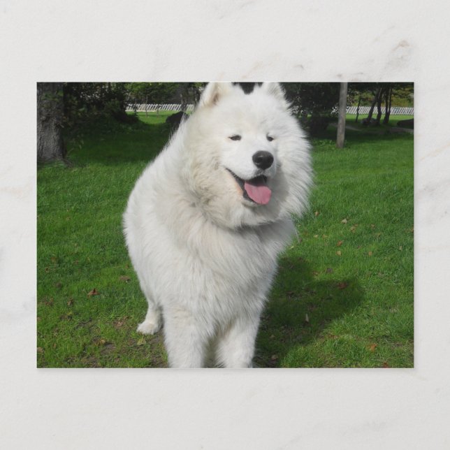 Ice bears... postcard (Front)