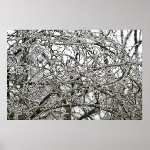 Ice Branch Lace in the Forest Poster