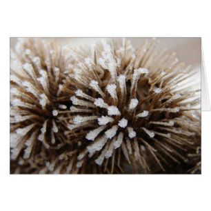 Ice Burrs