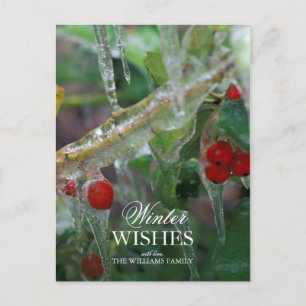 Ice-Coated Holly Berry Shrubs After Storm Postcard