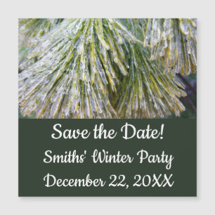 Ice Coated Pine Needles Winter Botanical