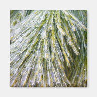 Ice Coated Pine Needles Winter Botanical
