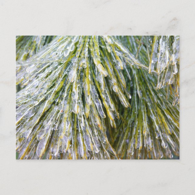 Ice Coated Pine Needles Winter Botanical Postcard (Front)