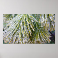 Ice Coated Pine Needles Winter Botanical