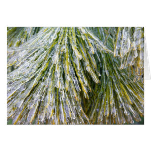 Ice Coated Pine Needles Winter Nature Photography