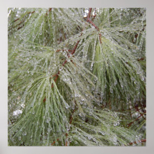 Ice Covered Pine Poster