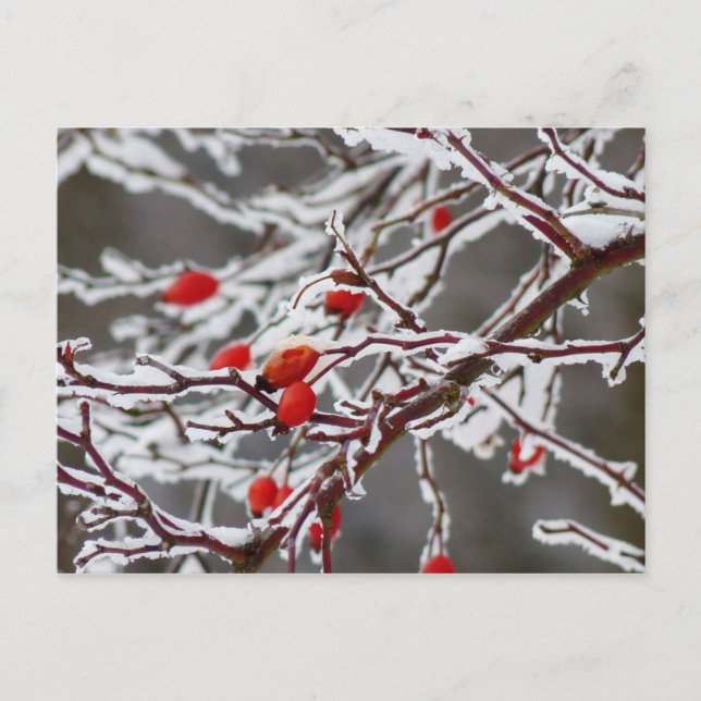 Ice covered rose hips postcard (Front)