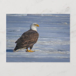 Ice Fishing Postcard